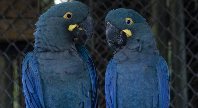 Teobaldo e Guadalupe, as araras-azuis-de-lear, vivem no Zoológico de São Paulo