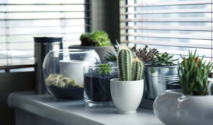 Ter plantas em ambientes domésticos proporciona uma estética agradável e uma série de benefícios: melhor qualidade do ar, aumento da umidade e até mesmo efeitos positivos na saúde mental. 