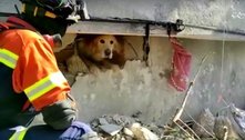 Terremoto na Turquia: cãozinho é resgatado com vida de escombros