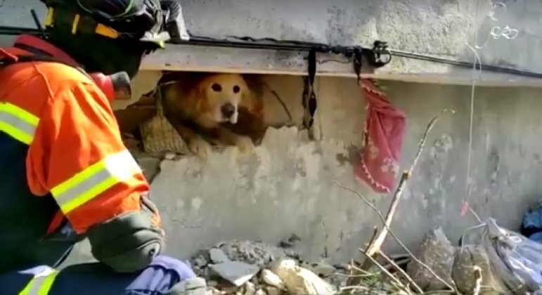  Cãozinho foi resgatado com vida de escombros na cidade de Antakya, na Turquia