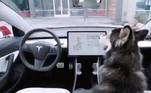 Tesla modo cachorro segurança