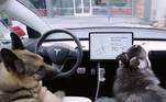 Tesla modo cachorro segurança