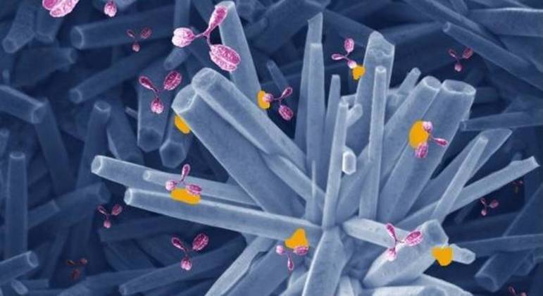 Ilustração mostra estrutura do óxido de zinco modificado com a proteína Spike e interação com os anticorpos