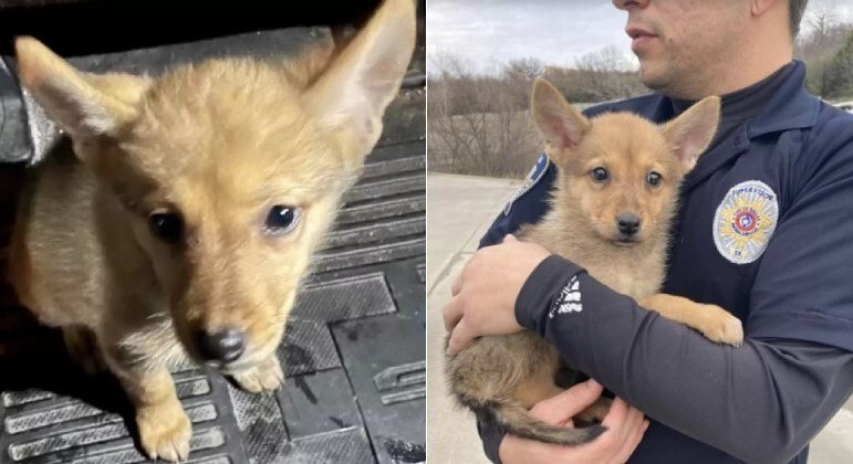 Teste de DNA revelou espécie de 'animal misterioso' resgatado pela polícia de Dallas, no Texas (EUA)