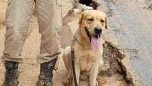 Morre cão que ajudava na busca e resgate de vítimas de ciclone no RS