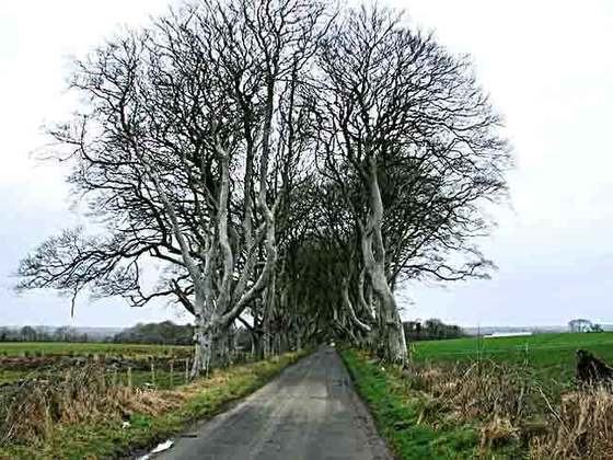 The Dark Hedges- Um dos principais pontos turísticos da Irlanda do Norte. Forma um túnel natural com mais de 150 faias (espécie comum na Europa Central) entrelaçadas, há mais de 300 anos. Foi cenário da famosa série 