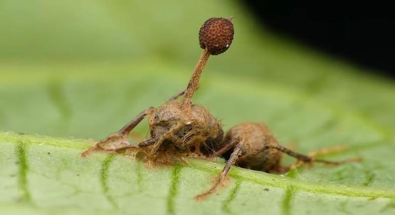 A formiga é completamente controlada pelo fungo parasita
