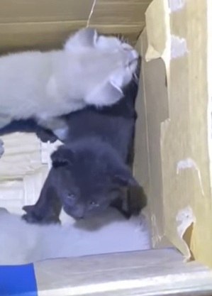 Gatinhos intrusos descobertos no 747