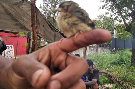 Moradores tentam resgatar pássaros afetados com as obras