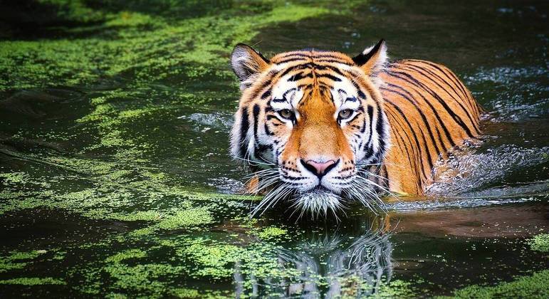 Tigre-de-sumatra é uma espécie ameaçada de extinção com menos de 400 exemplares na natureza