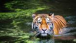 Indonésia registra segundo ataque realizado por tigre em poucos dias (Pixabay)