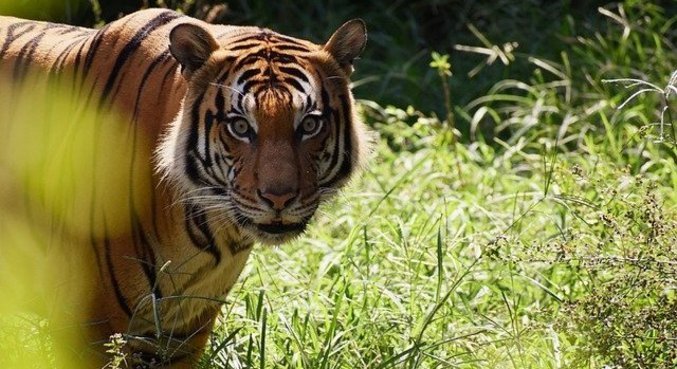 Tigres e outros animas participam de testes de vacina veterinária contra a Covid