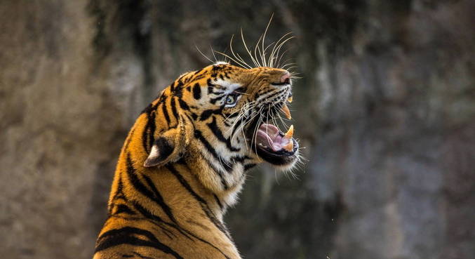 Dois tigres são abatidos da China após matarem cuidador
