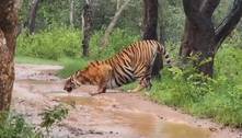 Filmagem rara mostra tigre bebendo água de poça, e encanta a web: "Majestoso"