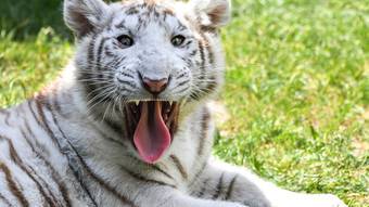 White tiger cub found on a street in Greece – News