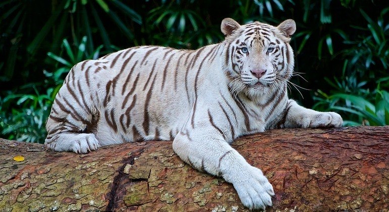 Terra é um imenso zoológico feito para diversão alienígena