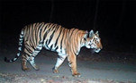 Um tigre indiano está quebrando recordes de caminhada em busca de alguns bons momentos de acasalamento. Segundo autoridades do país, o animal andou cerca de 3.000 km