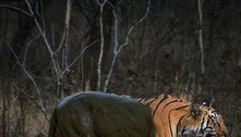 Foto incrível: tigre se protege de calor escaldante com 'spa' de barro 