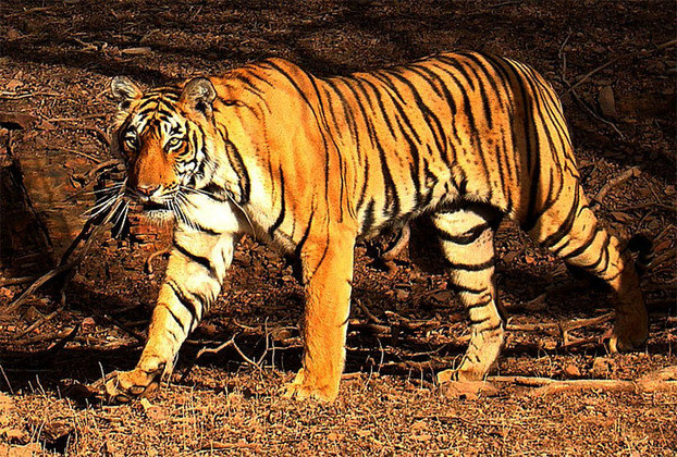 Tigre-de-Java: Essa era uma subespécie de tigre que habitava a ilha de Java, na Indonésia. Ele foi extinto na década de 1970, devido à caça e à destruição do habitat.
