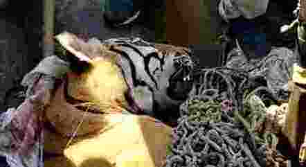 Tigre que matou várias pessoas foi caçado e abatido