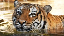 EUA: tigre é morto após morder braço de funcionário em zoológico