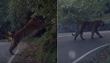Tigre flagrado no meio de estrada ocupa quase uma das pistas inteira