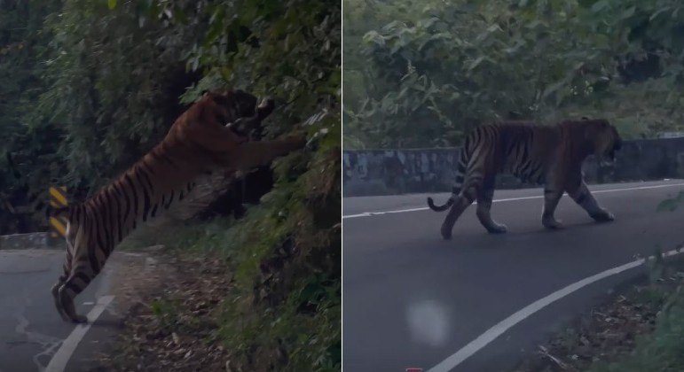 Tigre flagrado no meio de estrada impressiona pelo tamanho