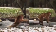 Tigre percebe camada de gelo fino sob as patas, mas já era tarde