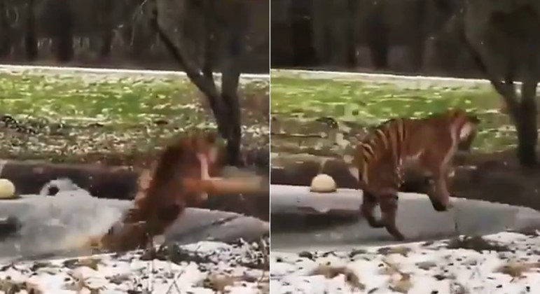 Tigre percebeu a fria que estava prestes a entrar, mas não há tempo de evitá-la