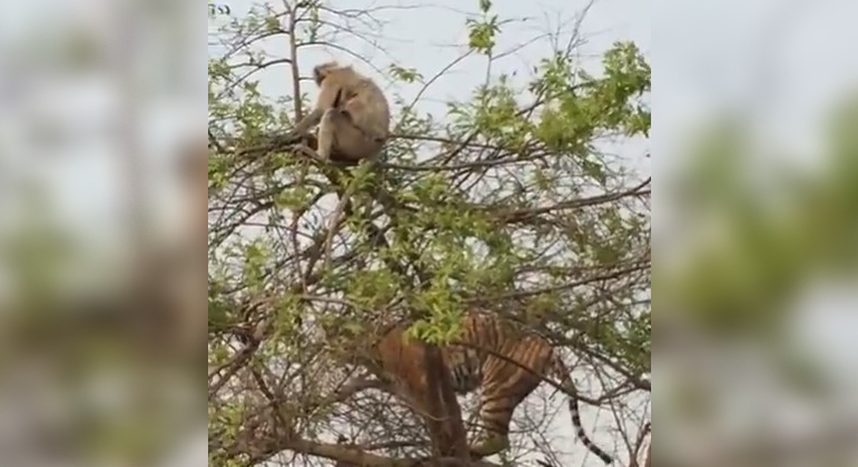 Momentos de tensão na natureza