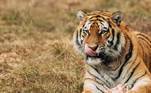 tigre - maiores felinos do mundo
