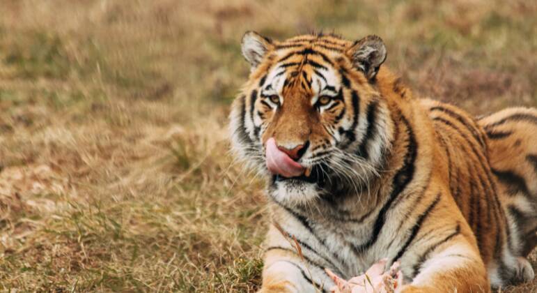 tigre - maiores felinos do mundo