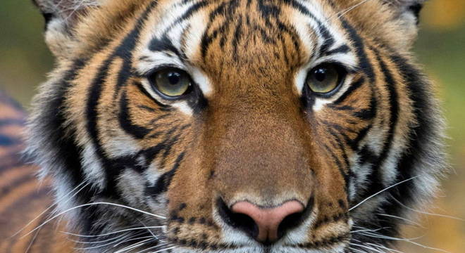 Tigresa Nadia foi primeiro animal do zoológico a ser diagnosticada com covid-19
