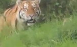 Ativistas afirmam que invasão do habitat dos animais e escassez de comida são os motivos dos ataquesEm junho, autoridades indianas condenaram à prisão perpétua um tigre considerado 