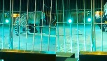 Momentos de terror: tigre crava os dentes no pescoço de domador