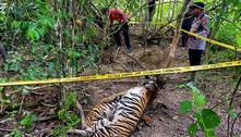 Três tigres-de-sumatra são encontrados mortos em armadilhas na Indonésia