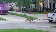 Tigre feroz escapa de zoológico ilegal e espalha pânico em bairro