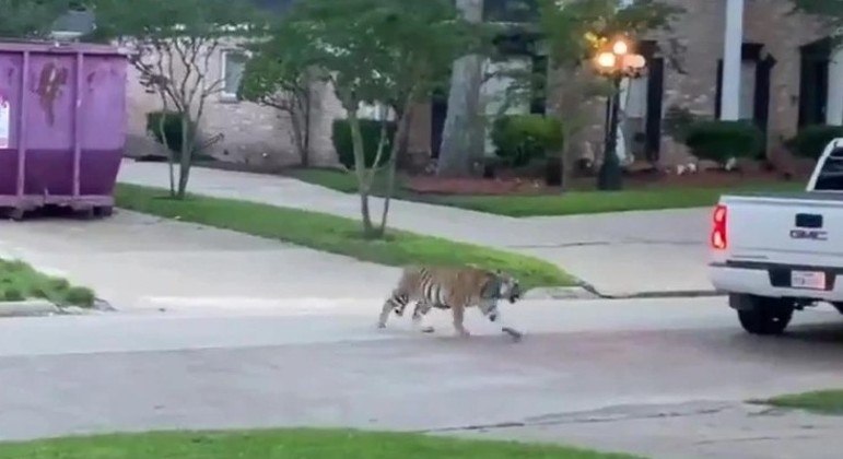 Animal com atitude agressiva foi visto em Houston, no Texas