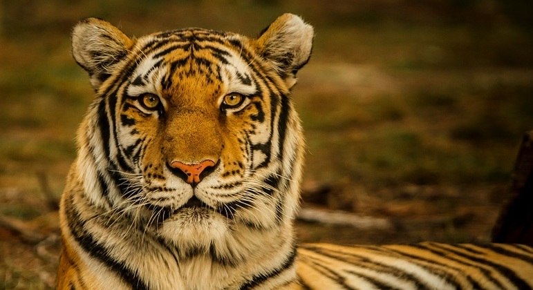 Índia abriga cerca de 70% da população mundial de tigres

