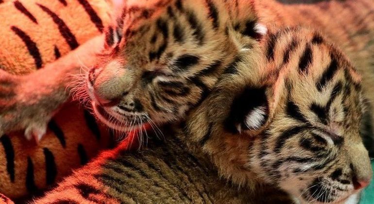 Segundo o zoológico, há somente entre 400 e 600 tigres da espécie remanescentes na natureza