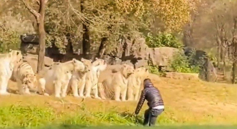 Apesar de se esforçar, o homem não conseguiu ser atacado pelos animais