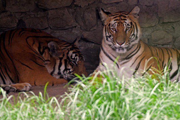 De acordo com dados do governo, cerca de 16 pessoas perderam a vida em ataques de tigres no ano passado. Ghana Gurung, representante nacional do Fundo Mundial para a Natureza (WWF, na sigla em inglês), elogiou as conquistas do Nepal como referência para a conservação de tigres no mundo, mas acrescentou que elas representam novos desafios. 