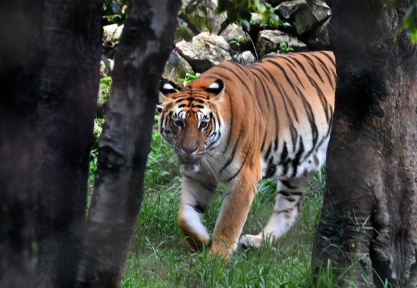 Os defensores da natureza recensearam a população com milhares de câmeras sensíveis ao movimento instaladas em uma vasta extensão das planícies do sul do Nepal, onde vivem os majestosos predadores. Especialistas em vida selvagem analisaram minuciosamente inúmeras imagens para identificar os vários felinos, cuja pelagem é única. No início do século 20, o mundo tinha mais de 100 mil tigres, mas em 2010 esse número era de apenas 3.200 indivíduos, um mínimo histórico