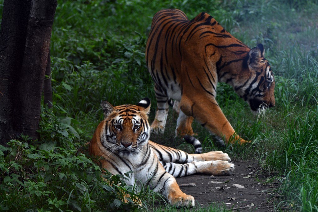 Tigre E Veado Engraçados Na Floresta Estão Esculpindo Um Boneco De