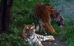 O Nepal quase triplicou sua população de tigres selvagens em 12 anos como resultado dos esforços do país do Himalaia para salvar os míticos felinos da extinção, anunciaram as autoridades nesta sexta-feira (29). O desmatamento, a invasão humana de habitats e a caça ameaçam acabar com as populações de tigres em toda a Ásia