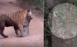 A tigresa acima saltou quase 3 m para atacar e matar um leopardo escondido em uma árvore, na Reserva de Tigres Sariska, nos arredores da cidade de Jaipur, na Índia. ATENÇÃO: IMAGENS FORTES A SEGUIR!