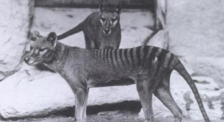 O tilacino era o único predador marsupial da Austrália
