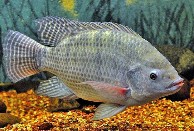 Tilápia: Costuma ser indicada para quem busca nutrientes, vitaminas, minerais e baixa densidade calórica. É um dos peixes mais consumidos pelos brasileiros. 