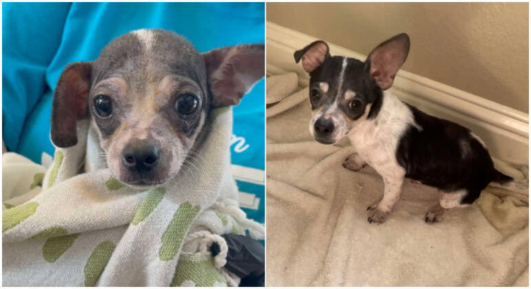 Tiny Tater Tot antes e depois de ser adotado