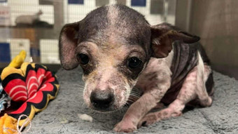 A puppy with severe mange is rescued and the post-adoption transformation is impressive;  See – RPet